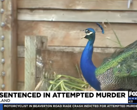 peacock in Portland neighborhood